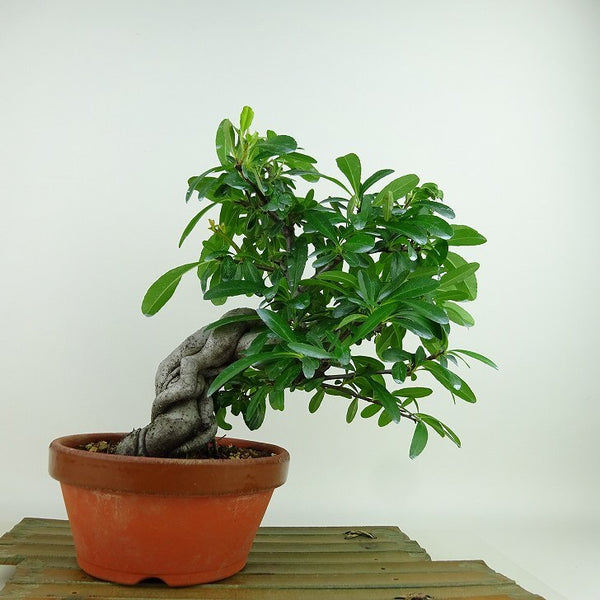 盆栽 ピラカンサ 樹高 約23cm Pyracantha 赤 バラ科 常緑樹 観賞用 v1198442062