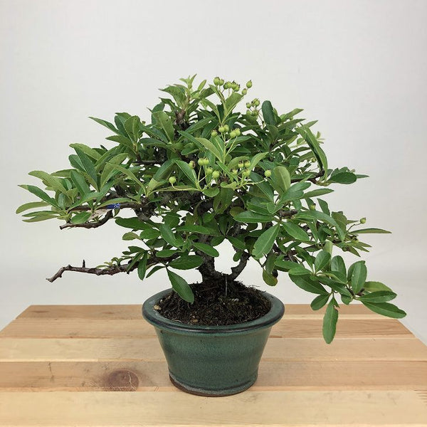 盆栽 ピラカンサ 樹高 約17cm Pyracantha バラ科 常緑樹 観賞用 小品 f1198408790