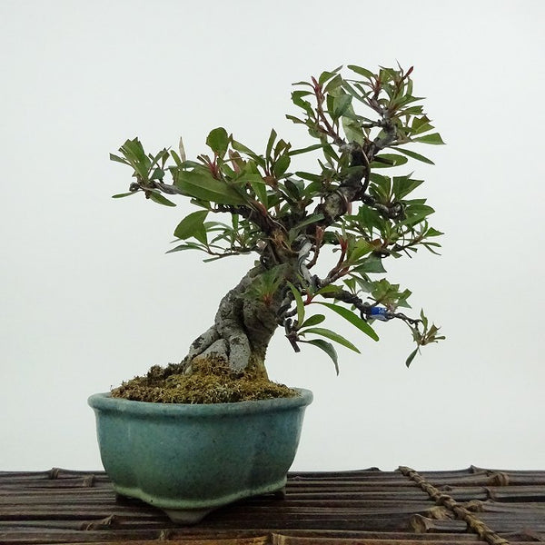 盆栽 ピラカンサ 樹高 約16cm Pyracantha バラ科 常緑樹 観賞用 小品 1198410250