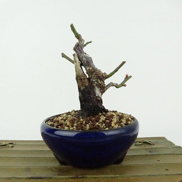 盆栽 梅 野梅 樹高 約11cm うめ Prunus mume ウメ 花梅 白 一重 ヤバイ ノウメ シャリ バラ科 落葉樹 観賞用 小品 g1198419830