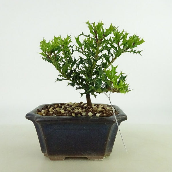 盆栽 姫柊 樹高 約10cm ひめひいらぎ ヒメヒイラギ モチノキ科 モチノキ属 疼木 アマミヒイラギ 常緑樹 観賞用 小品 l1198411319