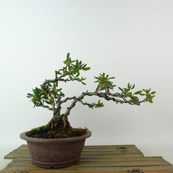 盆栽 皐月 かみのやま小町 樹高 約15cm さつき Rhododendron indicum サツキ ツツジ科 常緑樹 観賞用 小品 l1198410774