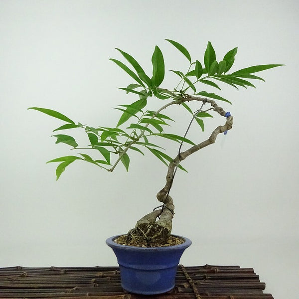 盆栽 藤 台湾サッコウフジ 樹高 約30cm Millettiareticulata ふじ つる性 マメ科 ナツフジ属 落葉樹 観賞用 s1198415667