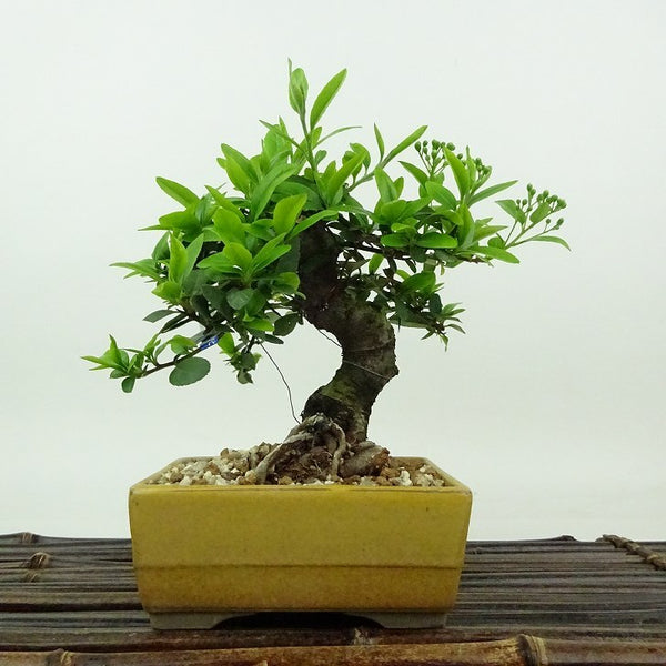 盆栽 ピラカンサ 樹高 約14cm Pyracantha バラ科 常緑樹 観賞用 小品 h1198426569