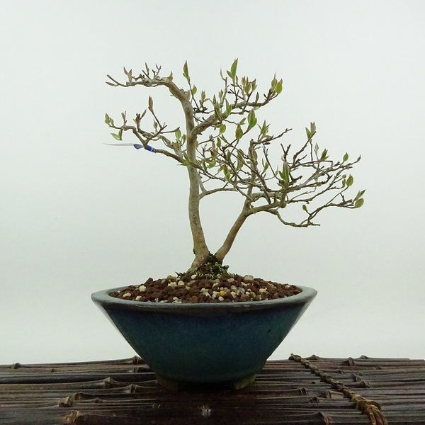 盆栽 姫沙羅 樹高 約16cm ひめしゃら Stewartia monadelpha ヒメシャラ ツバキ科 ナツツバキ属 落葉樹 観賞用 小品 k1198410930