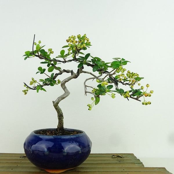 盆栽 ピラカンサ 樹高 約17cm Pyracantha 実 オレンジ バラ科 常緑樹 観賞用 小品 n1198407985