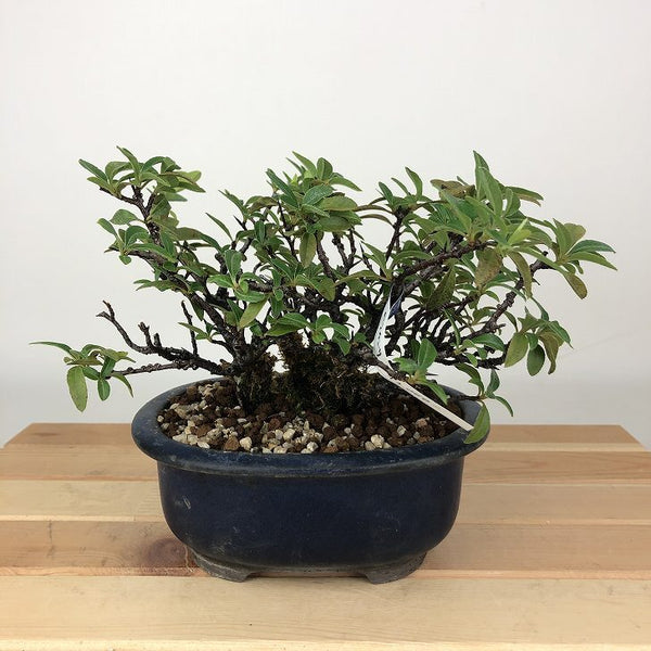 盆栽 ピラカンサ 樹高 約11cm Pyracantha バラ科 常緑樹 観賞用 小品 v1198440021