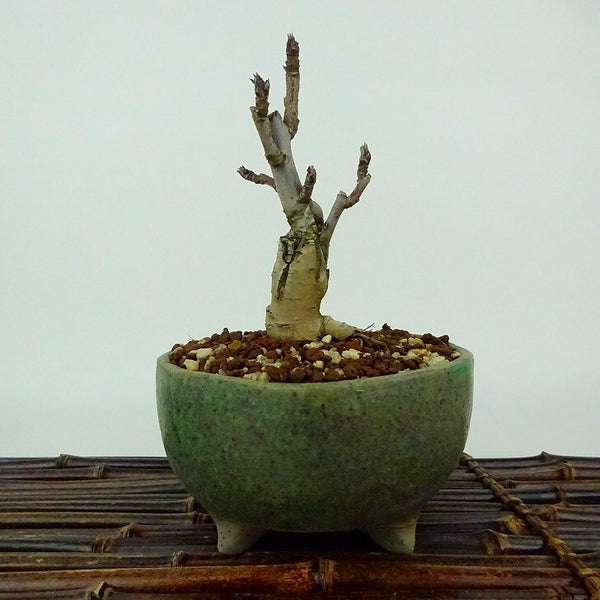 盆栽 姫林檎 樹高 約12cm ひめりんご Malus prunifolia ヒメリンゴ バラ科 リンゴ属 落葉樹 観賞用 小品 s1198413330