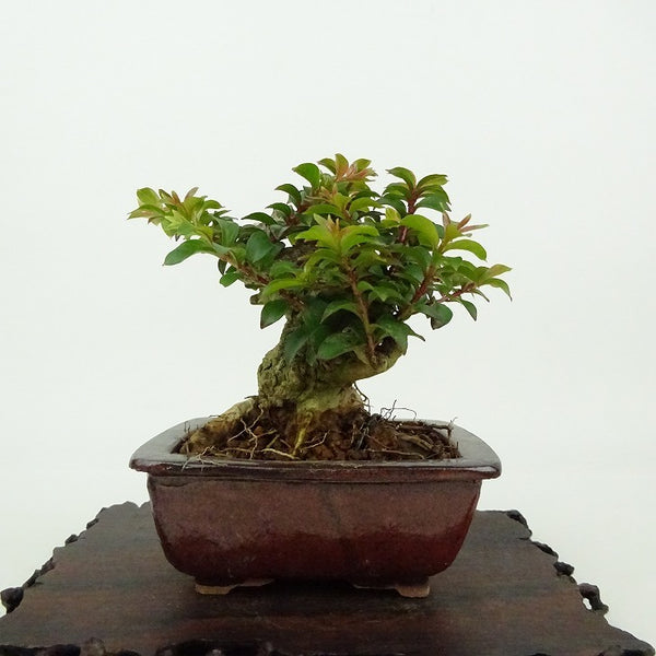 盆栽 百日紅 樹高 約9cm さるすべり Lagerstroemia indica サルスベリ ミソハギ科 サルスベリ属 落葉樹 観賞用 小品 c1198411913