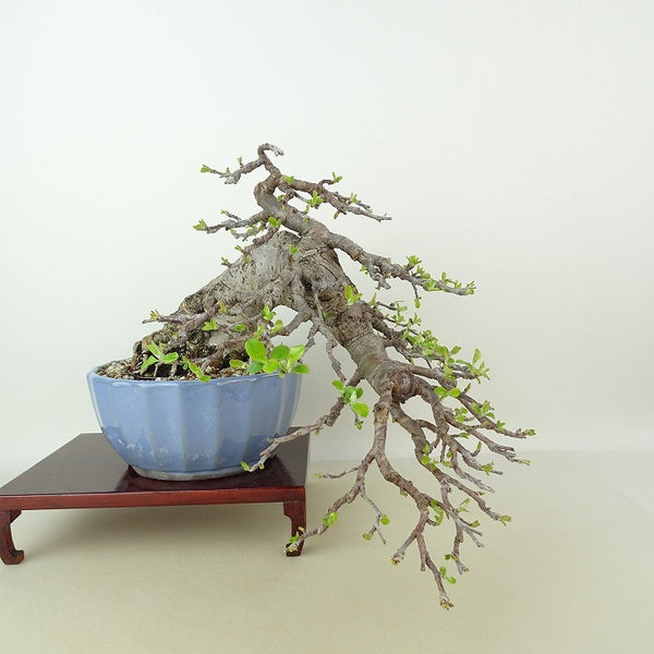 盆栽 姫林檎 樹高 上下 約23cm ひめりんご Malus prunifolia ヒメリンゴ 懸崖 バラ科 リンゴ属 落葉樹 観賞用 1198407563