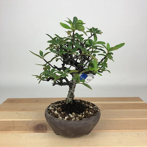 盆栽 ピラカンサ 樹高 約16cm Pyracantha バラ科 常緑樹 観賞用 小品 p1198420464