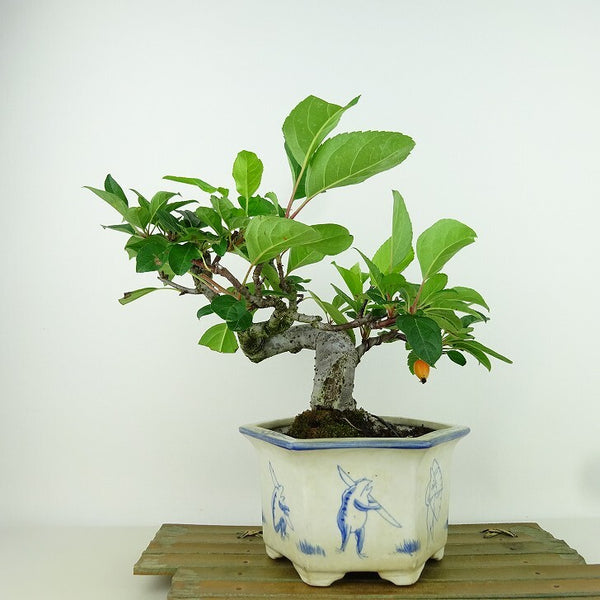 盆栽 姫美好 樹高 約18cm ひめびこう ヒメビコウ バラ科 リンゴ属 落葉樹 観賞用 小品 o1198428959