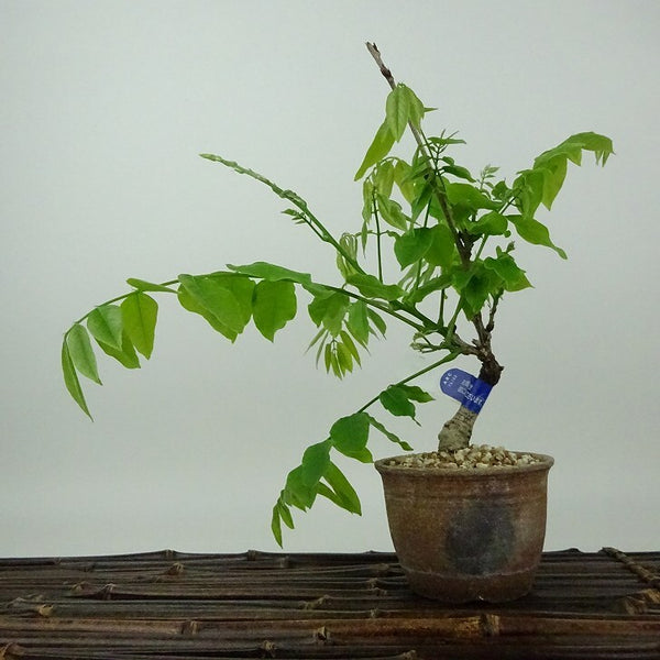 盆栽 藤 樹高 約20cm ふじ Wisteria floribunda フジ つる性 マメ科 フジ属 落葉樹 観賞用 小品 o1198424526