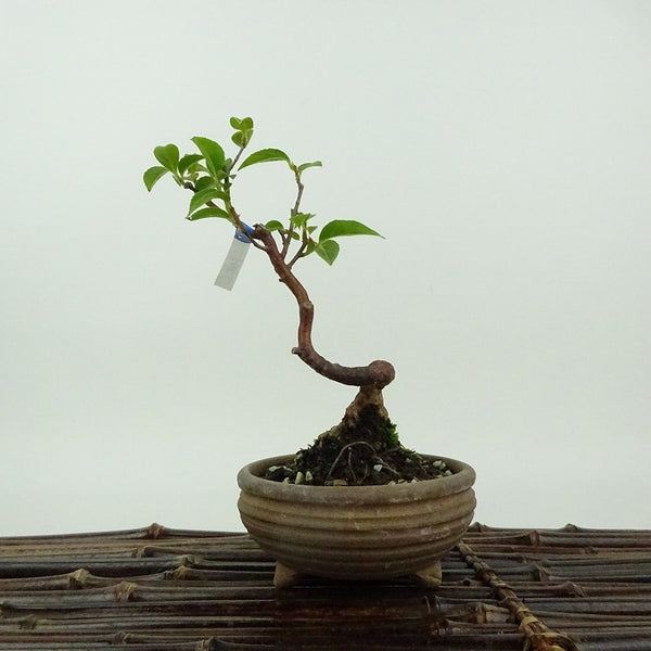 盆栽 姫沙羅 樹高 約14cm ひめしゃら Stewartia monadelpha ヒメシャラ ツバキ科 ナツツバキ属 落葉樹 観賞用 小品 s1198418905