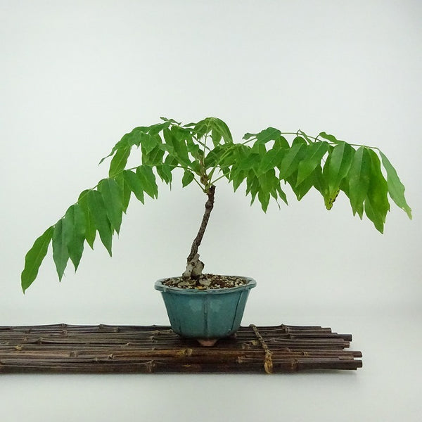 盆栽 藤 一才藤 樹高 約21cm ふじ Wisteria floribunda フジ ムラサキ つる性 マメ科 フジ属 落葉樹 観賞用 q1198413676