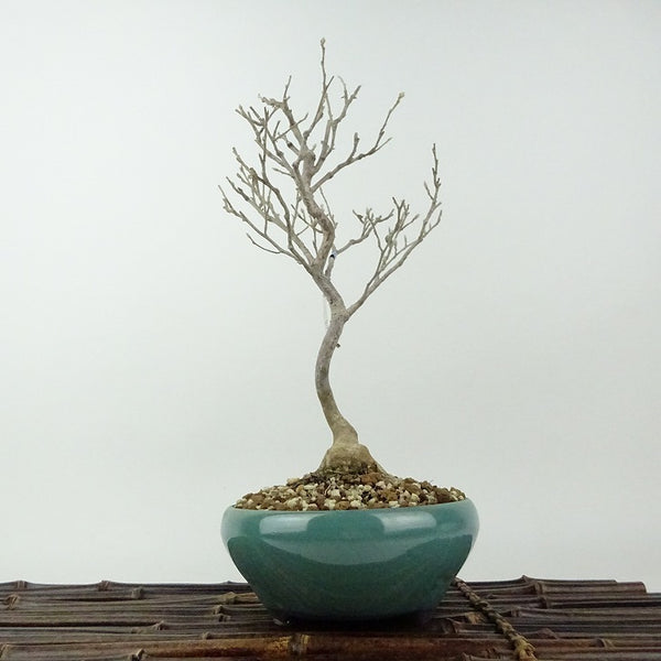 盆栽 姫沙羅 樹高 約26cm ひめしゃら Stewartia monadelpha ヒメシャラ ツバキ科 ナツツバキ属 落葉樹 観賞用 w1198406791