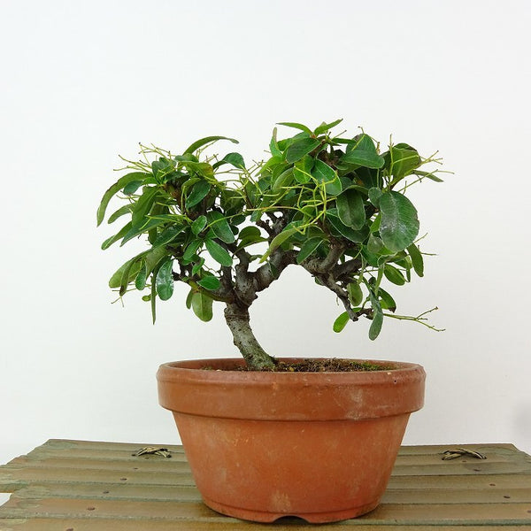 盆栽 ピラカンサ 樹高 約11cm Pyracantha 黄 黄実 バラ科 常緑樹 観賞用 小品 l1198412267