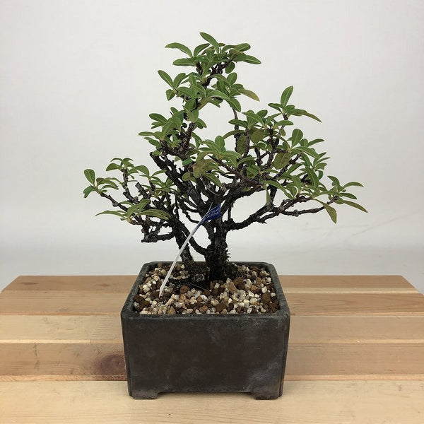 盆栽 ピラカンサ 樹高 約16cm Pyracantha バラ科 常緑樹 観賞用 小品 s1198413927
