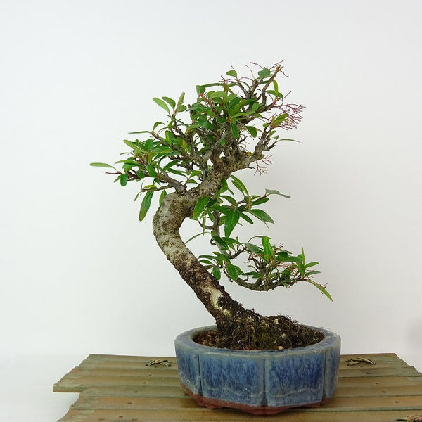 盆栽 ピラカンサ 樹高 約22cm Pyracantha 赤 赤実バラ科 常緑樹 観賞用 p1198418130
