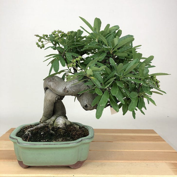 盆栽 ピラカンサ 樹高 約20cm Pyracantha バラ科 常緑樹 観賞用 小品 o1198422045