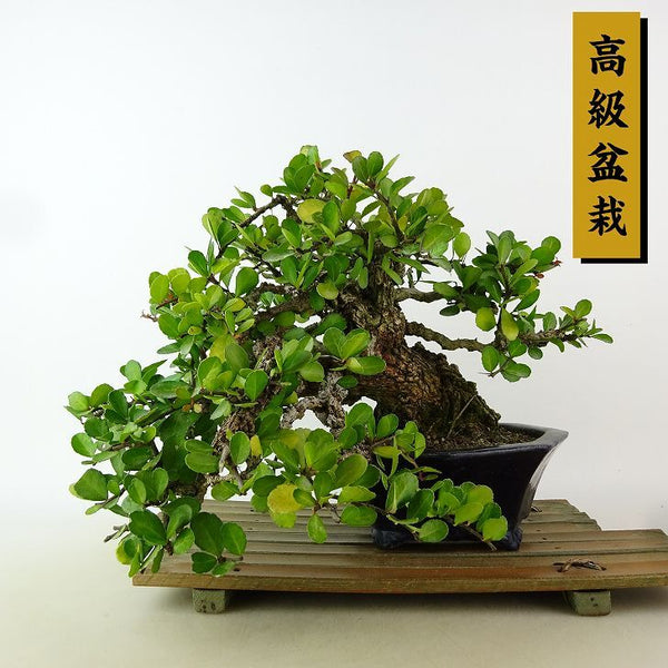 盆栽 針蔓柾 樹高 上下 約20cm はりつるまさき 高級盆栽 ハリツルマサキ 半つる性 ニシキギ科 常緑樹 観賞用 小品 t1198412661