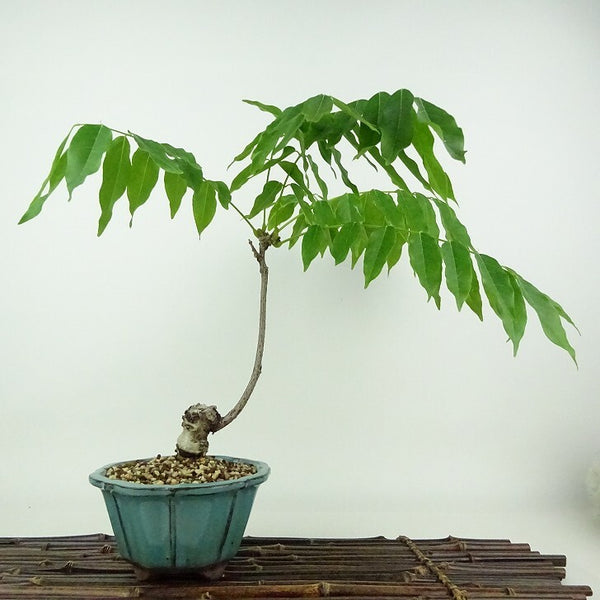 盆栽 藤 一才藤 樹高 約28cm ふじ Wisteria floribunda フジ ムラサキ つる性 マメ科 フジ属 落葉樹 観賞用 r1198411601