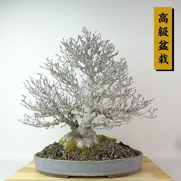 盆栽 山毛欅 ぶな 樹高 約38cm Fagus crenata ブナ ブナ科 落葉樹 観賞用 q1198413177