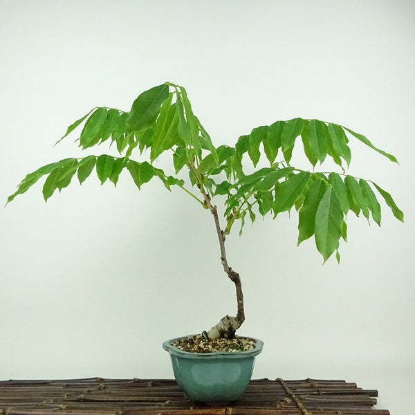 盆栽 藤 一才藤 樹高 約30cm ふじ Wisteria floribunda フジ ムラサキ つる性 マメ科 フジ属 落葉樹 観賞用 d1198416548