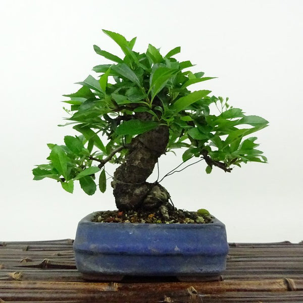 盆栽 ピラカンサ 樹高 約14cm Pyracantha バラ科 常緑樹 観賞用 小品 m1198403090
