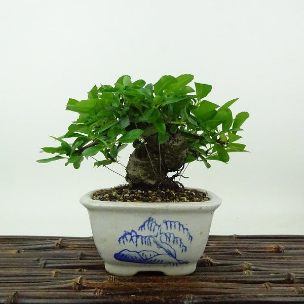盆栽 ピラカンサ 樹高 約10cm Pyracantha バラ科 常緑樹 観賞用 小品 s1198409196