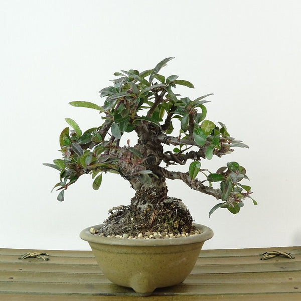 盆栽 ピラカンサ 樹高 約11cm Pyracantha バラ科 常緑樹 観賞用 小品 m1198402949