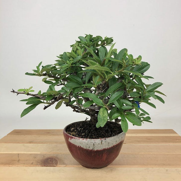 盆栽 ピラカンサ 樹高 約14cm Pyracantha バラ科 常緑樹 観賞用 小品 q1198414860