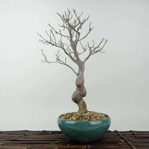 盆栽 姫沙羅 樹高 約28cm ひめしゃら Stewartia monadelpha ヒメシャラ ツバキ科 ナツツバキ属 落葉樹 観賞用 q1198411491