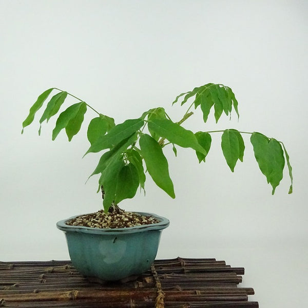 盆栽 藤 一才藤 樹高 約18cm ふじ Wisteria floribunda フジ ムラサキ つる性 マメ科 フジ属 落葉樹 観賞用 小品 f1198407599