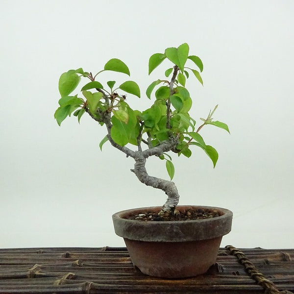 盆栽 梨 小梨 樹高 約13cm なし Pyrus pyrifolia ナシ コナシ 小梨 豆梨 バラ科 ナシ属 落葉樹 落葉樹 観賞用 小品 s1198417955