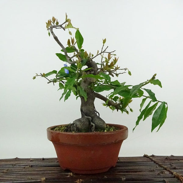盆栽 常盤柿 樹高 約23cm ときわがき Diospyros morrisiana トキワガキ 花 カキノキ科 常緑広葉樹 観賞用 f1198410339