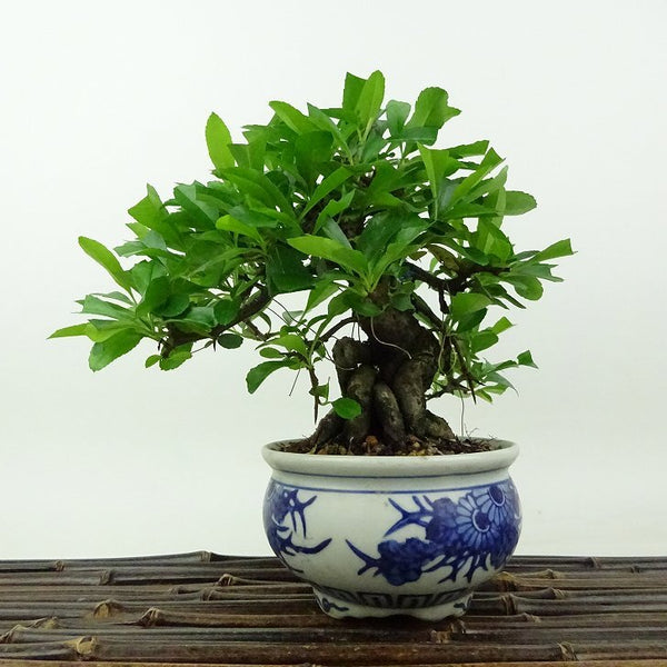 盆栽 ピラカンサ 樹高 約15cm Pyracantha バラ科 常緑樹 観賞用 小品 x1198411377