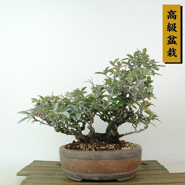 盆栽 ピラカンサ 樹高 約19cm 高級盆栽 Pyracantha オレンジ バラ科 常緑樹 観賞用 小品 g1198418231