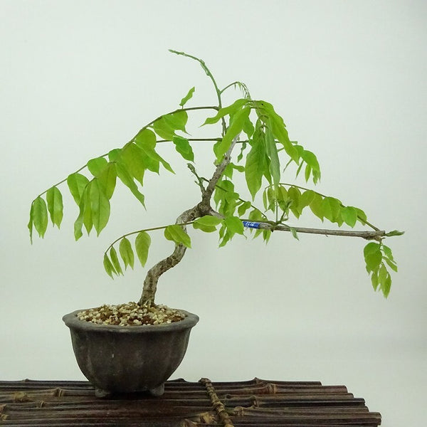 盆栽 藤 樹高 約24cm ふじ Wisteria floribunda フジ つる性 マメ科 フジ属 落葉樹 観賞用 s1198414425