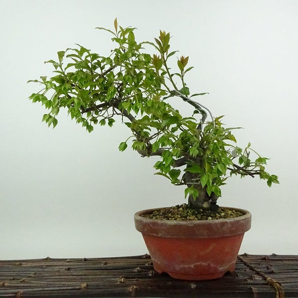 盆栽 常盤柿 樹高 約30cm ときわがき Diospyros morrisiana トキワガキ 花 カキノキ科 常緑広葉樹 観賞用 o1198428518