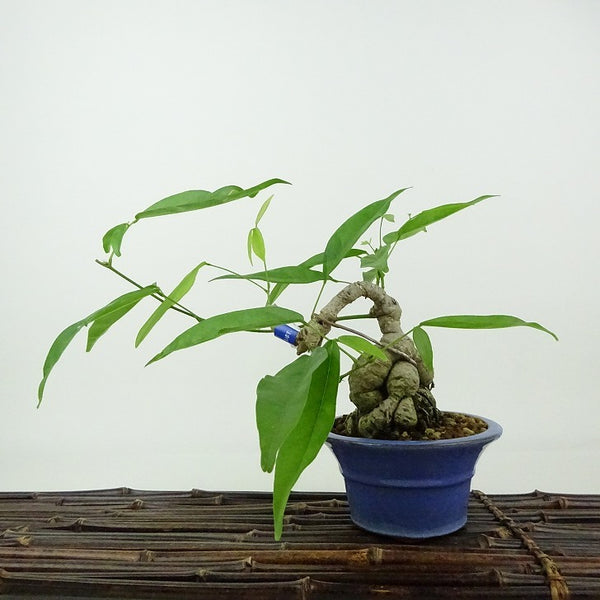 盆栽 藤 台湾サッコウフジ 樹高 約16cm Millettiareticulata ふじ つる性 マメ科 ナツフジ属 落葉樹 観賞用 小品 x1198412429