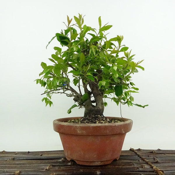 盆栽 常盤柿 樹高 約21cm ときわがき Diospyros morrisiana トキワガキ 花 カキノキ科 常緑広葉樹 観賞用 p1198417386