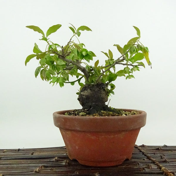 盆栽 常盤柿 樹高 約16cm ときわがき Diospyros morrisiana トキワガキ 花 カキノキ科 常緑広葉樹 観賞用 小品 v1198441263