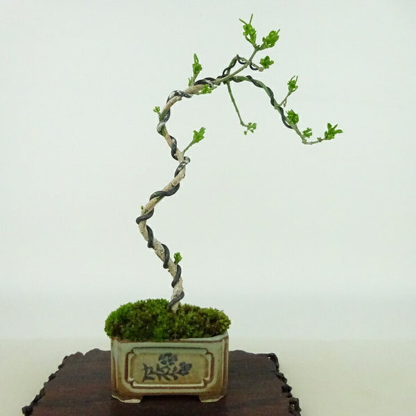 盆栽 真弓 樹高 約18cm まゆみ Euonymus sieboldianus マユミ ニシキギ科 落葉広葉樹 観賞用 小品 n1198407485