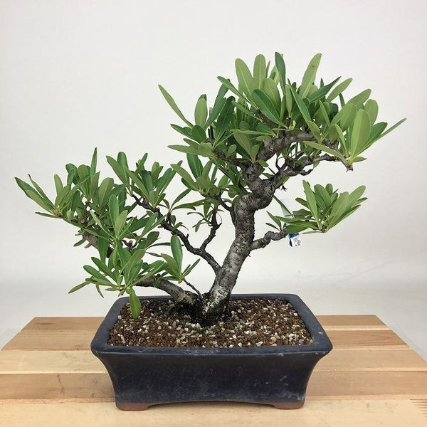 盆栽 ピラカンサ 樹高 約20cm Pyracantha バラ科 常緑樹 観賞用 小品 m1198405889