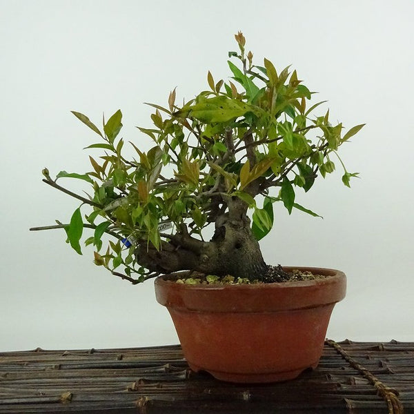 盆栽 常盤柿 樹高 約22cm ときわがき Diospyros morrisiana トキワガキ 花 カキノキ科 常緑広葉樹 観賞用 r1198406763