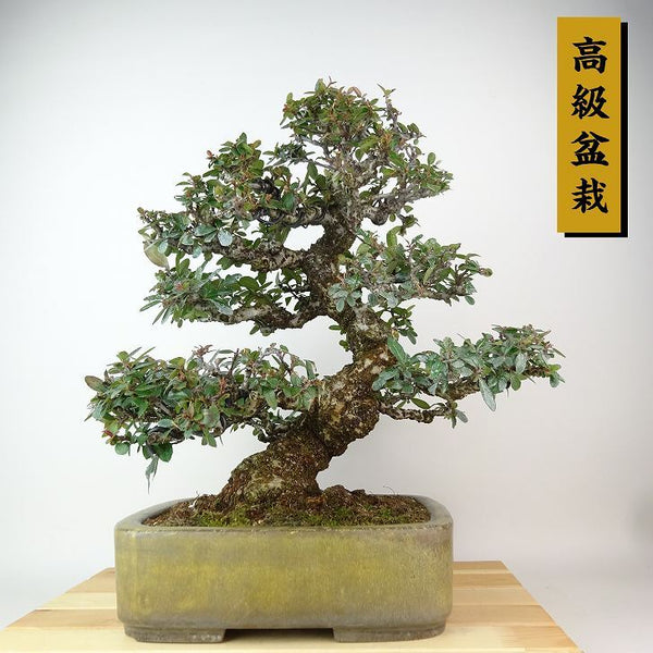 盆栽 ピラカンサ 樹高 約35cm 高級盆栽 Pyracantha バラ科 常緑樹 観賞用 1198409453
