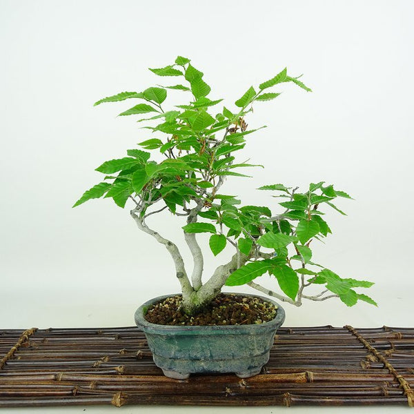 盆栽 山毛欅 樹高 約26cm ぶな Fagus crenata ブナ ブナ科 落葉樹 観賞用 u1198421699
