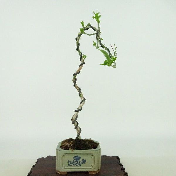 盆栽 真弓 樹高 約21cm まゆみ Euonymus sieboldianus マユミ ニシキギ科 落葉広葉樹 観賞用 f1198406991