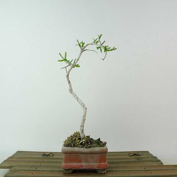 盆栽 真弓 樹高 約19cm まゆみ Euonymus sieboldianus マユミ ニシキギ科 落葉広葉樹 観賞用 小品 w1198407680
